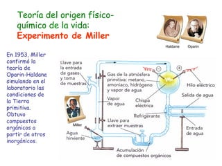 Haldane  Oparin En 1953, Miller confirmó la teoría de Oparin-Haldane simulando en el laboratorio las condiciones de la Tierra primitiva. Obtuvo compuestos orgánicos a partir de otros inorgánicos. Miller Teoría del origen físico-químico de la vida:  Experimento de Miller 