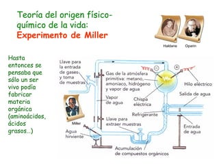 Haldane  Oparin Hasta entonces se pensaba que sólo un ser vivo podía fabricar materia orgánica (aminoácidos, ácidos grasos…) Miller Teoría del origen físico-químico de la vida:  Experimento de Miller 