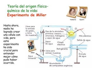 Haldane  Oparin Miller Teoría del origen físico-químico de la vida:  Experimento de Miller Hasta ahora, nadie ha logrado crear una célula con vida, pero este experimento ha sido crucial para entender mejor cómo pudo haber ocurrido. 