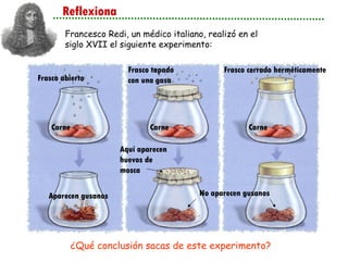 Reflexiona Francesco Redi, un médico italiano, realizó en el siglo XVII el siguiente experimento: ¿Qué conclusión sacas de este experimento? Aparecen gusanos Frasco abierto Carne Carne Carne Frasco tapado con una gasa Frasco cerrado herméticamente No aparecen gusanos Aquí aparecen huevos de mosca 
