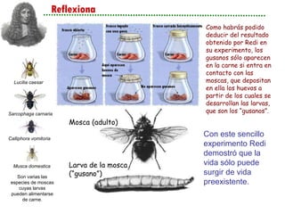 Reflexiona Como habrás podido deducir del resultado obtenido por Redi en su experimento, los gusanos sólo aparecen en la carne si entra en contacto con las moscas, que depositan en ella los huevos a partir de los cuales se desarrollan las larvas, que son los “gusanos”. Con este sencillo experimento Redi demostró que la vida sólo puede surgir de vida preexistente. Mosca (adulto) Larva de la mosca (“gusano”) Son varias las especies de moscas cuyas larvas pueden alimentarse de carne. Lucilia caesar Sarcophaga carnaria Calliphora vomitoria Musca domestica 