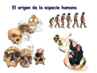 El origen de la especie humana   