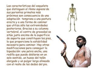 Las características del esqueleto que distinguen al  Homo sapiens  de sus parientes primates más próximos son consecuencia...