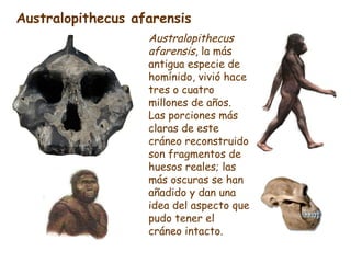 Australopithecus afarensis , la más antigua especie de homínido, vivió hace tres o cuatro millones de años. Las porciones ...