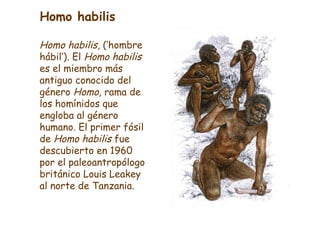 Homo habilis , (‘hombre hábil’). El  Homo habilis  es el miembro más antiguo conocido del género  Homo,  rama de los homín...