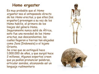 Es muy probable que el  Homo ergaster  sea el antepasado directo de los  Homo erectus , y que ellos (los ergaster) proveng...