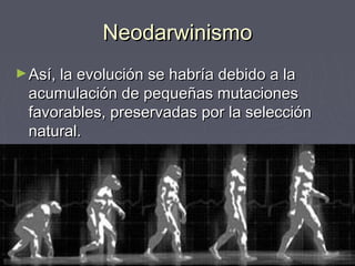 NeodarwinismoNeodarwinismo
►Así, la evolución se habría debido a laAsí, la evolución se habría debido a la
acumulación de pequeñas mutacionesacumulación de pequeñas mutaciones
favorables, preservadas por la selecciónfavorables, preservadas por la selección
natural.natural.
 