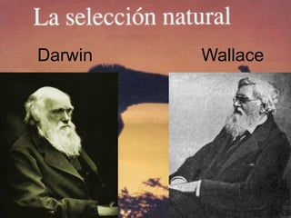 Darwin Wallace
 