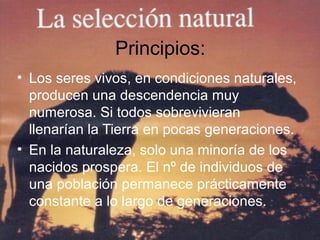 Principios:
• Los seres vivos, en condiciones naturales,
producen una descendencia muy
numerosa. Si todos sobrevivieran
llenarían la Tierra en pocas generaciones.
• En la naturaleza, solo una minoría de los
nacidos prospera. El nº de individuos de
una población permanece prácticamente
constante a lo largo de generaciones.
 