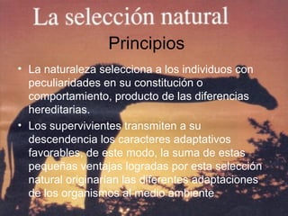 Principios
• La naturaleza selecciona a los individuos con
peculiaridades en su constitución o
comportamiento, producto de las diferencias
hereditarias.
• Los supervivientes transmiten a su
descendencia los caracteres adaptativos
favorables, de este modo, la suma de estas
pequeñas ventajas logradas por esta selección
natural originarían las diferentes adaptaciones
de los organismos al medio ambiente
 