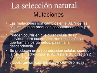Mutaciones
• Las mutaciones son cambios en el ADN de las
células, que se producen espontáneamente y al
azar.
• Pueden ocurrir en cualquier célula de un
individuo pero cuando ocurren en las células
que forman los gametos, pasan a la
descendencia.
• Se producen en la reproducción celular, cuando
la célula madre copia su ADN para dividirse en 2
células hijas.
• 3 tipos: genómicas, génicas y cromosómicas.
 