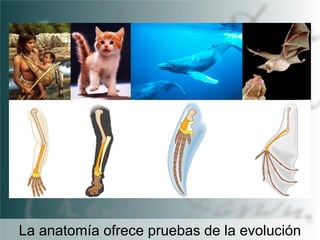 La anatomía ofrece pruebas de la evolución

 