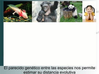 El parecido genético entre las especies nos permite
estimar su distancia evolutiva

 