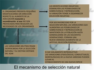 EL ORGANISMO PRESENTA PEQUEÑAS
MODIFICACIONES SIN DIRECCIÓN
RESPECTO AL AUMENTO DE LA
ADECUACIÓN mutación y
recombinación al azar NO SON
PROVOCADAS PARA RESOLVER LAS
NECESIDADES DE LOS ORGANISMOS

LAS VARIACIONES NEUTRAS PASAN
DESPERCIBIDAS POR LA SELECCIÓN
NATURAL Y SU DESTINO DEPENDE
DEL AZAR

LAS MODIFICACIONES NEGATIVAS
DISMINUYEN LAS POSIBILIDADES DE
SOBREVIVENCIA Y REPRODUCCIÓN.
LA VARIACIÓN TIENDE A DESAPARECER
(SELECCIÓN NEGATIVA)
POR SER FAVORECIDAS POR LA
SELECCIÓN NATURAL LAS VARIACIONES QUE
AUMENTAN LAS POSIBILIDADES DE
SOBREVIVENCIA Y REPRODUCCIÓN SE
MANTIENEN EN LA POBLACIÓN HASTA
GENERALIZARSE EN LAS SIGUIENTES
GENERACIONES. FORMAN UNA
NUEVA VARIEDAD (AUMENTO DE LA
APTITUD, SELECCIÓN POSITIVA)

SI HAY AISLAMIENTO REPRODUCTIVO
LAS VARIACIONES (FISIOLÓGICAS, CONDUCTUALES,
MORFOLÓGICAS) DE LA NUEVA VARIEDAD PUEDEN
LLEVAR AL
ESTABLECIMIENTO DE UNA NUEVA ESPECIE

El mecanismo de selección natural

 