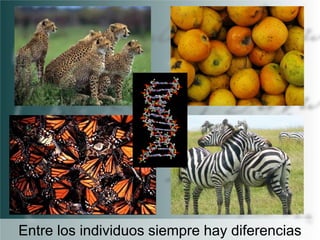 Entre los individuos siempre hay diferencias

 