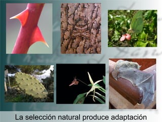 La selección natural produce adaptación

 