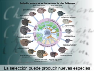 La selección puede producir nuevas especies

 