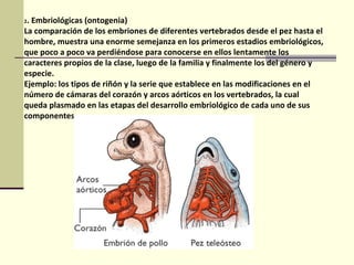 2. Embriológicas (ontogenia)
La comparación de los embriones de diferentes vertebrados desde el pez hasta el
hombre, muestra una enorme semejanza en los primeros estadios embriológicos,
que poco a poco va perdiéndose para conocerse en ellos lentamente los
caracteres propios de la clase, luego de la familia y finalmente los del género y
especie.
Ejemplo: los tipos de riñón y la serie que establece en las modificaciones en el
número de cámaras del corazón y arcos aórticos en los vertebrados, la cual
queda plasmado en las etapas del desarrollo embriológico de cada uno de sus
componentes.
 