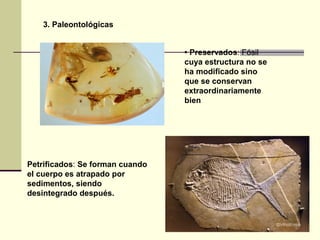 3. Paleontológicas
• Preservados: Fósil
cuya estructura no se
ha modificado sino
que se conservan
extraordinariamente
bien
Petrificados: Se forman cuando
el cuerpo es atrapado por
sedimentos, siendo
desintegrado después.
 