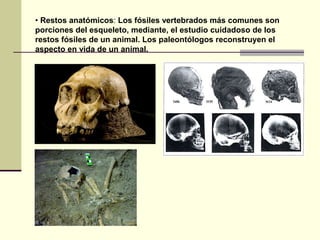• Restos anatómicos: Los fósiles vertebrados más comunes son
porciones del esqueleto, mediante, el estudio cuidadoso de los
restos fósiles de un animal. Los paleontólogos reconstruyen el
aspecto en vida de un animal.
 
