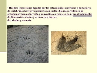 • Huellas: Impresiones dejadas por las extremidades anteriores o posteriores
de vertebrados terrestres primitivos en sueldos blandos arcillosos que
actualmente han endurecido y convertido en rocas. Se han encontrado huellas
de dinosaurios, adultos y de sus crías, huellas
de caballos y mamuts.
 