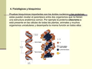 4. Fisiológicas y bioquímica
Pruebas bioquímicas importantes son los ácidos nucleicos y las proteínas,
estas pueden revelar el parentesco entre dos organismos que no tienen
una estructura anatómica común. Por ejemplo la proteína citocromo c
está presente en las células de todas las plantas, animales y muchos
organismos unicelulares y desempeña la misma función en todos ellos
 