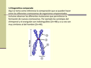 1.Citogenética comparada
Aquí se toma como referencia la comparación que se pueden hacer
entre los diferentes cromosomas de organismos emparentados,
inclusive observar las diferentes mutaciones que permitieron la
formación de nuevos cromosomas. Por ejemplo los cariotipos del
chimpancé y el orangután son indistinguibles (2n=48) y a su vez son
muy similares al del hombre (2n=46).
 