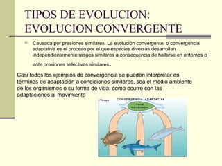 TIPOS DE EVOLUCION:
EVOLUCION CONVERGENTE
 Causada por presiones similares. La evolución convergente o convergencia
adaptativa es el proceso por el que especies diversas desarrollan
independientemente rasgos similares a consecuencia de hallarse en entornos o
ante presiones selectivas similares.
Casi todos los ejemplos de convergencia se pueden interpretar en
términos de adaptación a condiciones similares, sea el medio ambiente
de los organismos o su forma de vida, como ocurre con las
adaptaciones al movimiento
 