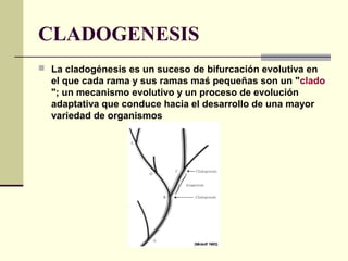 CLADOGENESIS
 La cladogénesis es un suceso de bifurcación evolutiva en
el que cada rama y sus ramas maś pequeñas son un "clado
"; un mecanismo evolutivo y un proceso de evolución
adaptativa que conduce hacia el desarrollo de una mayor
variedad de organismos
 