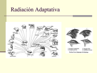 Radiación Adaptativa
 