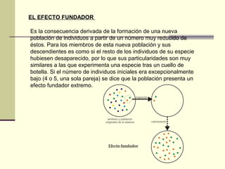 EL EFECTO FUNDADOR
Es la consecuencia derivada de la formación de una nueva
población de individuos a partir de un número muy reducido de
éstos. Para los miembros de esta nueva población y sus
descendientes es como si el resto de los individuos de su especie
hubiesen desaparecido, por lo que sus particularidades son muy
similares a las que experimenta una especie tras un cuello de
botella. Si el número de individuos iniciales era excepcionalmente
bajo (4 o 5, una sola pareja) se dice que la población presenta un
efecto fundador extremo.
 