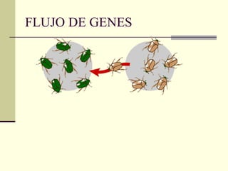 FLUJO DE GENES
 