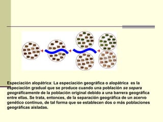 Especiación alopátrica: La especiación geográfica o alopátrica es la
especiación gradual que se produce cuando una población se separa
geográficamente de la población original debido a una barrera geográfica
entre ellas. Se trata, entonces, de la separación geográfica de un acervo
genético continuo, de tal forma que se establecen dos o más poblaciones
geográficas aisladas.
 