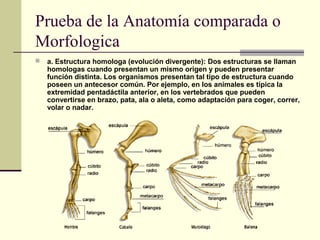 Prueba de la Anatomía comparada o
Morfologica
 a. Estructura homologa (evolución divergente): Dos estructuras se llaman
homologas cuando presentan un mismo origen y pueden presentar
función distinta. Los organismos presentan tal tipo de estructura cuando
poseen un antecesor común. Por ejemplo, en los animales es típica la
extremidad pentadáctila anterior, en los vertebrados que pueden
convertirse en brazo, pata, ala o aleta, como adaptación para coger, correr,
volar o nadar.
 