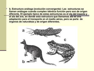  b. Estructura análoga (evolución convergente): Las estructuras se
llaman análogas cuando cumplen idéntica función pero son de origen
diferente. El ejemplo típico de estas estructuras es el ala del insecto y
el ala del ave, en donde esta estructura que llamamos ala es una
adaptación para el transporte en el medio aéreo, pero se parte de
órganos de naturaleza y de origen diferentes.
 