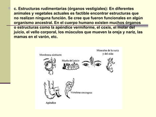  c. Estructuras rudimentarias (órganos vestigiales): En diferentes
animales y vegetales actuales es factible encontrar estructuras que
no realizan ninguna función. Se cree que fueron funcionales en algún
organismo ancestral. En el cuerpo humano existen muchos órganos
o estructuras como la apéndice vermiforme, el coxis, el molar del
juicio, el vello corporal, los músculos que mueven la oreja y nariz, las
mamas en el varón, etc.
 