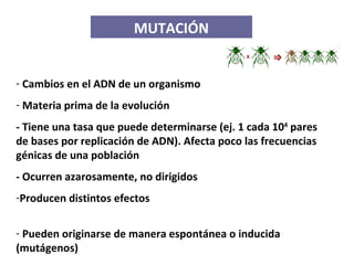 MUTACIÓN Cambios en el ADN de un organismo Materia prima de la evolución - Tiene una tasa que puede determinarse (ej. 1 cada 10 4  pares de bases por replicación de ADN). Afecta poco las frecuencias génicas de una población - Ocurren azarosamente, no dirigidos Producen distintos efectos  Pueden originarse de manera espontánea o inducida (mutágenos) 