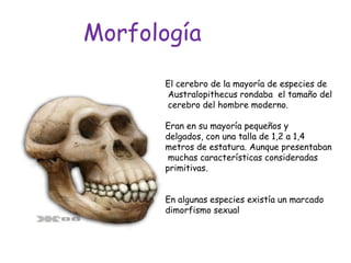 Morfología
El cerebro de la mayoría de especies de
Australopithecus rondaba el tamaño del
cerebro del hombre moderno.
Eran en su mayoría pequeños y
delgados, con una talla de 1,2 a 1,4
metros de estatura. Aunque presentaban
muchas características consideradas
primitivas.

En algunas especies existía un marcado
dimorfismo sexual

 