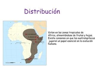 Distribución
Vivían en las zonas tropicales de
África, alimentándose de frutas y hojas.
Existe consenso en que los australopitecos
jugaron un papel esencial en la evolución
humana.

 