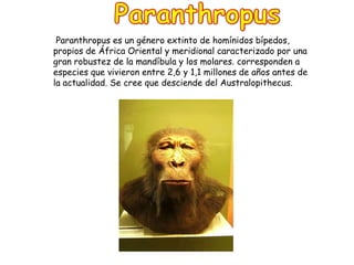 Paranthropus es un género extinto de homínidos bípedos,
propios de África Oriental y meridional caracterizado por una
gran robustez de la mandíbula y los molares. corresponden a
especies que vivieron entre 2,6 y 1,1 millones de años antes de
la actualidad. Se cree que desciende del Australopithecus.

 