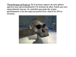 
Paranthropus aethiopicus. Es la primera especie de este género
aparece hace aproximadamente 2,5 millones de años. Poseía una cara
especialmente maciza. Se considera que pudo dar origen
paralelamente a las dos especies posteriores. Habitó en África
Oriental.

 