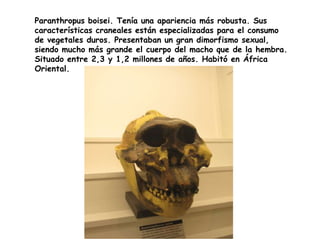 Paranthropus boisei. Tenía una apariencia más robusta. Sus
características craneales están especializadas para el consumo
de vegetales duros. Presentaban un gran dimorfismo sexual,
siendo mucho más grande el cuerpo del macho que de la hembra.
Situado entre 2,3 y 1,2 millones de años. Habitó en África
Oriental.

 