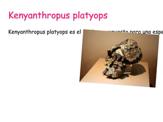 Kenyanthropus platyops

Kenyanthropus platyops es el nombre propuesto para una espe

 