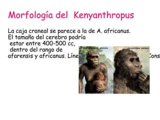 Morfología del Kenyanthropus

La caja craneal se parece a la de A. africanus.
El tamaño del cerebro podría
estar entre 400-500 cc,
dentro del rango de
afarensis y africanus. Líneas temporales separadas. Cons

 