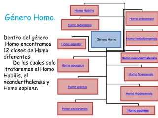 Género Homo.

Homo Habilis
Homo antecessor
Homo rudolfensis

Dentro del género
Homo encontramos
12 clases de Homo
diferentes:
De las cuales solo
trataremos el Homo
Habilis, el
neanderthalensis y
Homo sapiens.

Género Homo

Homo heidelbergensis

Homo ergaster

Homo neanderthalensis
Homo georgicus
Homo floresiensis

Homo erectus
Homo rhodesiensis

Homo cepranensis

Homo sapiens

 