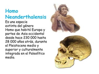 Homo
Neanderthalensis

Es una especie
extinta del género
Homo que habitó Europa y
partes de Asia occidental
desde hace 230 000 hasta
28 000 años atrás, durante
el Pleistoceno medio y
superior y culturalmente
integrada en el Paleolítico
medio.

 