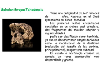 SahelanthropusTchadensis

Tiene una antigüedad de 6-7 millones
de
años. Aparece en el Chad
(yacimiento en Toros- Menalla)
Los primeros restos encontrados
consistían en un cráneo casi completo,
dos fragmentos del maxilar inferior y
algunos dientes.
podía ser clasificado como homínido,
ya que se documentaron rasgos derivados
como: la modificación de la dentición
(reducción del tamaño de los caninos,
principalmente), prognatismo subnasal
En cuanto a morfología craneal, se
aprecia un torus supraorbital muy
desarrollado y grueso.

 
