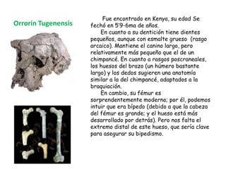 Orrorin Tugenensis

Fue encontrado en Kenya, su edad Se
fechó en 5’9-6ma de años.
En cuanto a su dentición tiene dientes
pequeños, aunque con esmalte grueso (rasgo
arcaico). Mantiene el canino largo, pero
relativamente más pequeño que el de un
chimpancé. En cuanto a rasgos poscraneales,
los huesos del brazo (un húmero bastante
largo) y los dedos sugieren una anatomía
similar a la del chimpancé, adaptados a la
braquiación.
En cambio, su fémur es
sorprendentemente moderno; por él, podemos
intuir que era bípedo (debido a que la cabeza
del fémur es grande; y el hueso está más
desarrollado por detrás). Pero nos falta el
extremo distal de este hueso, que sería clave
para asegurar su bipedismo.

 