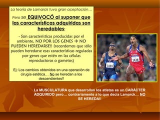 La teoría de Lamarck tuvo gran aceptación…
Pero se EQUIVOCÓ al suponer que
las características adquiridas son
heredables:
- Son características producidas por el
ambiente, NO POR LOS GENES  NO
PUEDEN HEREDARSE!! (recordemos que sólo
pueden heredarse esas características reguladas
por genes que estén en las células
reproductoras o gametos)
Ej: Los cambios obtenidos en una operación de
cirugía estética… No se heredan a los
descendientes!!
La MUSCULATURA que desarrollan los atletas es un CARÁCTER
ADQUIRIDO pero… contrariamente a lo que decía Lamarck… NO
SE HEREDA!!
 