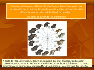 A partir de estas observaciones, Darwin se dio cuenta que estas diferencias podían estar
conectadas con el hecho de que cada especie vivía en un medio natural distinto, con distinta
alimentación. En ese momento comenzó Darwin a delinear sus ideas acerca de la evolución.
En las islas Galápagos, en el Océano Pacífico frente a Sudamérica, quedó muy
impresionado por las especies de animales que vio y, sobre todo, por las sutiles
diferencias entre los pájaros de las islas del archipiélago.
¡¡13 ESPECIES DE PINZONES DISTINTAS!!
En las islas Galápagos, en el Océano Pacífico frente a Sudamérica, quedó muy
impresionado por las especies de animales que vio y, sobre todo, por las sutiles
diferencias entre los pájaros de las islas del archipiélago.
¡¡13 ESPECIES DE PINZONES DISTINTAS!!
 